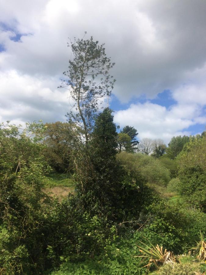 Willow Valley Bude Dış mekan fotoğraf